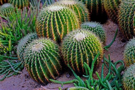 仙人掌功能|仙人掌（仙人掌科仙人掌属植物）